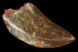 Serrated, Carcharodontosaurus Tooth - Real Dinosaur Tooth #107632-1